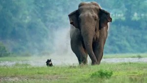 Two Persons Died In Elephant Attack In Angul, No End To Human-Pachyderm Conflict