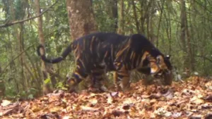Black Tigers Only Recorded In Similipal Tiger Reserve: Centre  