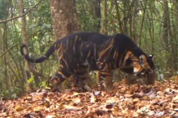 Black Tigers Only Recorded In Similipal Tiger Reserve: Centre  