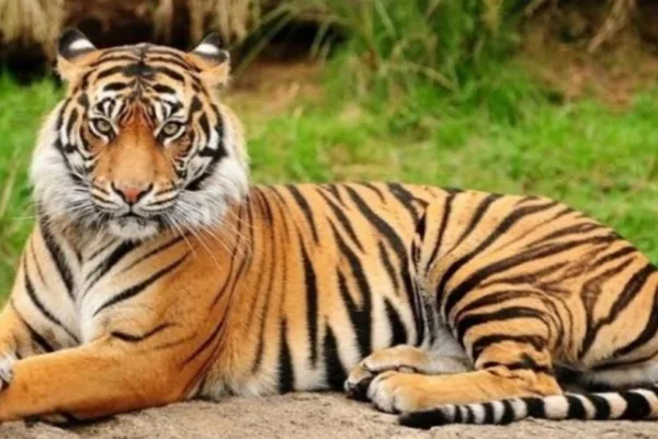 Concerning Threat To National Animal: 202 Tigers Died This Year