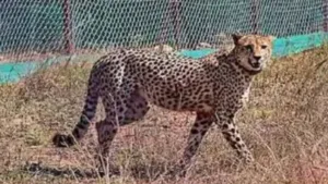 Another African Cheetah Dies at Kuno National Park