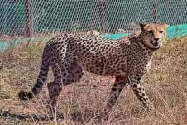 Another African Cheetah Dies at Kuno National Park