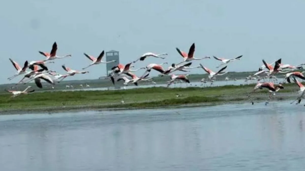 Bird Census At Hirakud Reservoir On January 8, 32 Teams To Be Deployed