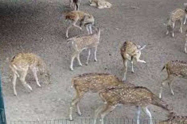 Cuttack Deer Park set to close permanently