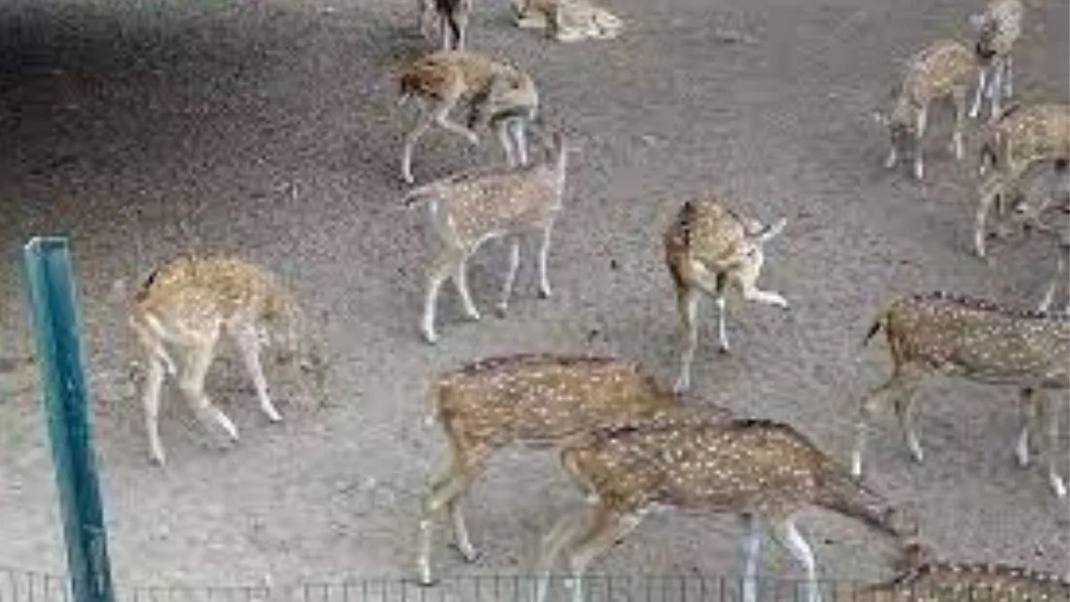 Cuttack Deer Park set to close permanently