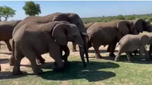 Elephant Death In Kuldiha Sanctuary: Two Forest Officials  Suspended 