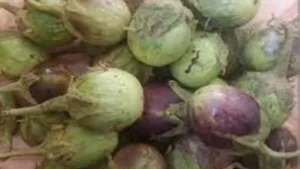 7 Indigenous Products From Odisha Granted GI Tags