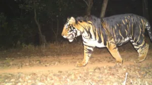 Odisha to get exclusive Melanistic tiger safari near Similipal Tiger Reserve