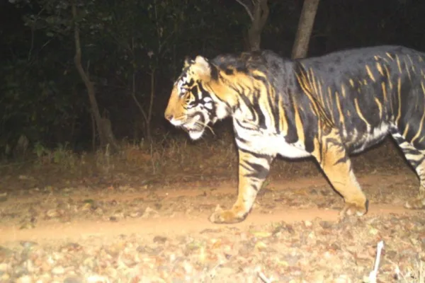 Odisha to get exclusive Melanistic tiger safari near Similipal Tiger Reserve
