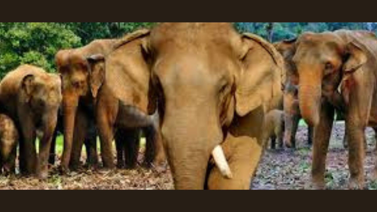 Odisha: Young woman, aged 20, trampled to death by a wild elephant in Keonjhar 